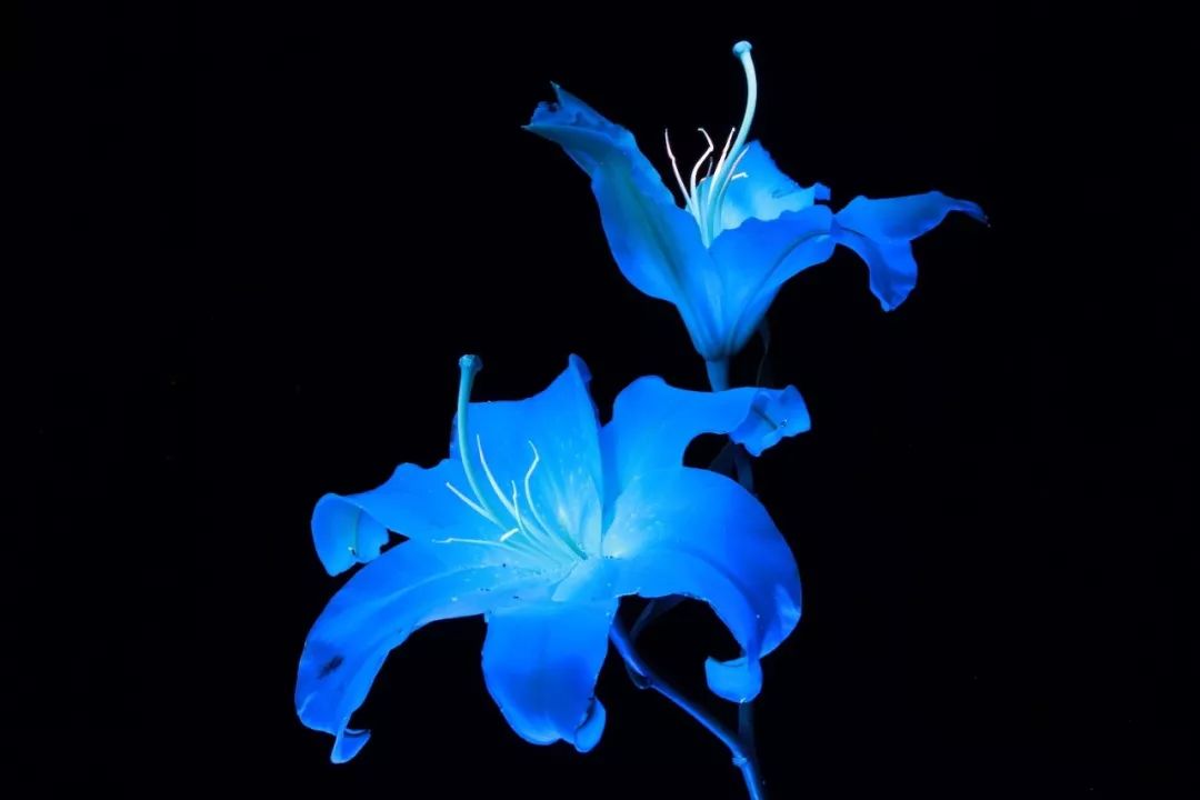 拍摄出视觉效果惊艳的荧光花朵