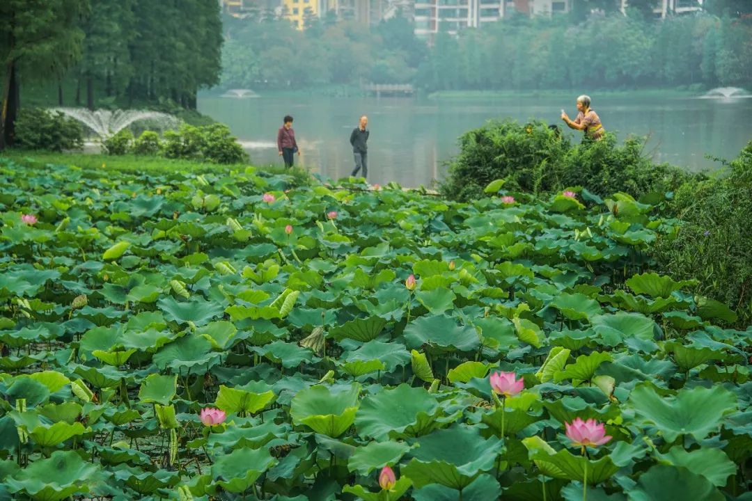 记者28日在现场转了一圈,发现目前禅荷花岛靠近亚艺湖边的一大片荷塘