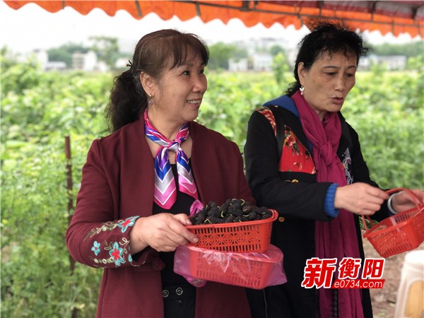 五一小长假去哪衡阳石鼓区灵官庙村桑葚熟透啦