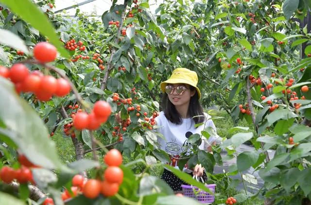 蒲江,遇见美好生活,五一走起_樱桃