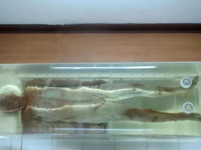 荆州博物馆古尸图片图片