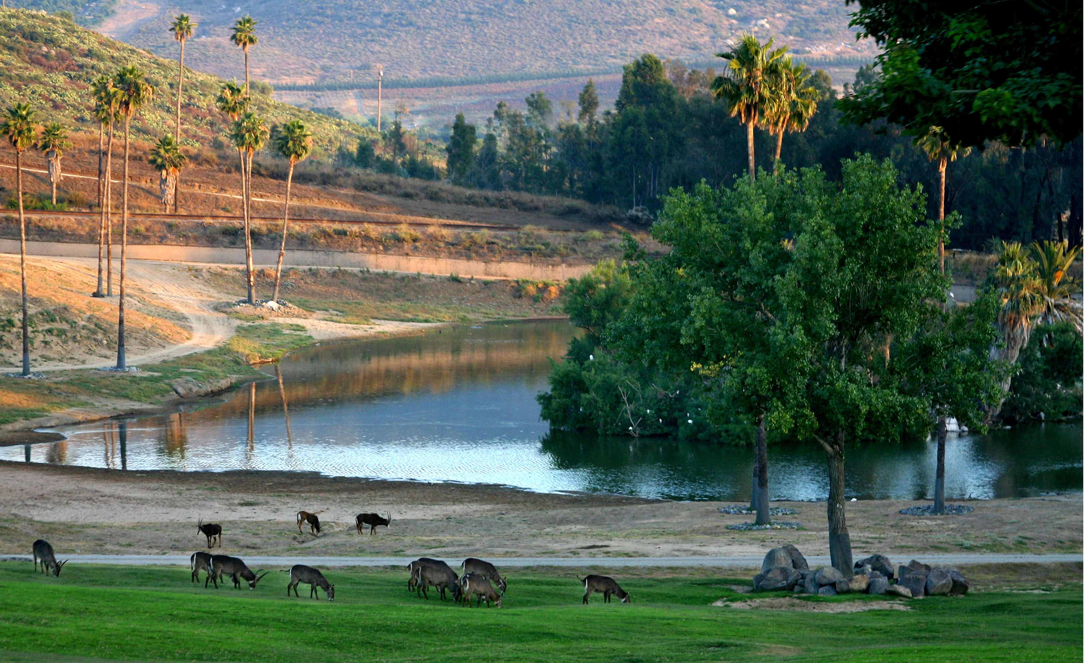 圣地亚哥野生动物园(san diego zoo safari park)占地多达2,000英亩的