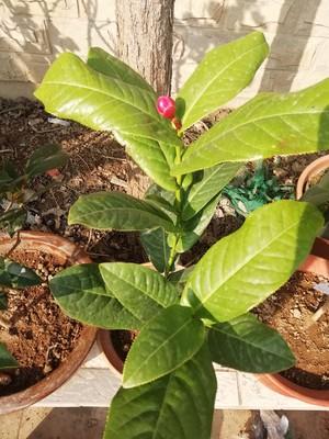 越南抱茎茶花养护管理关键技术