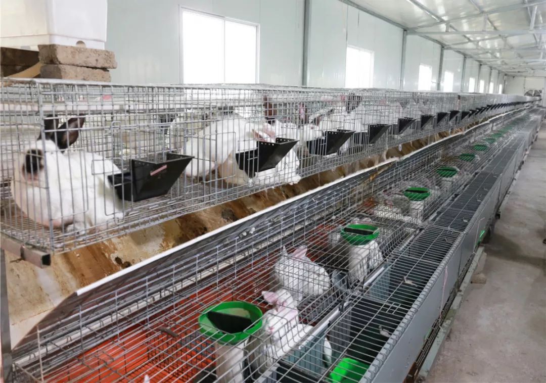 一场从无到大的产业蜕变——看普定如何把小兔子做成大产业_养殖