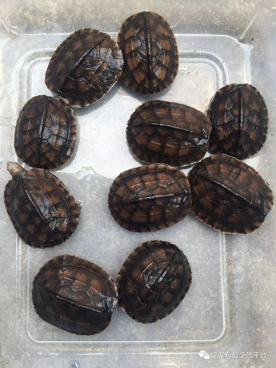 今日龟市,欢迎光临!