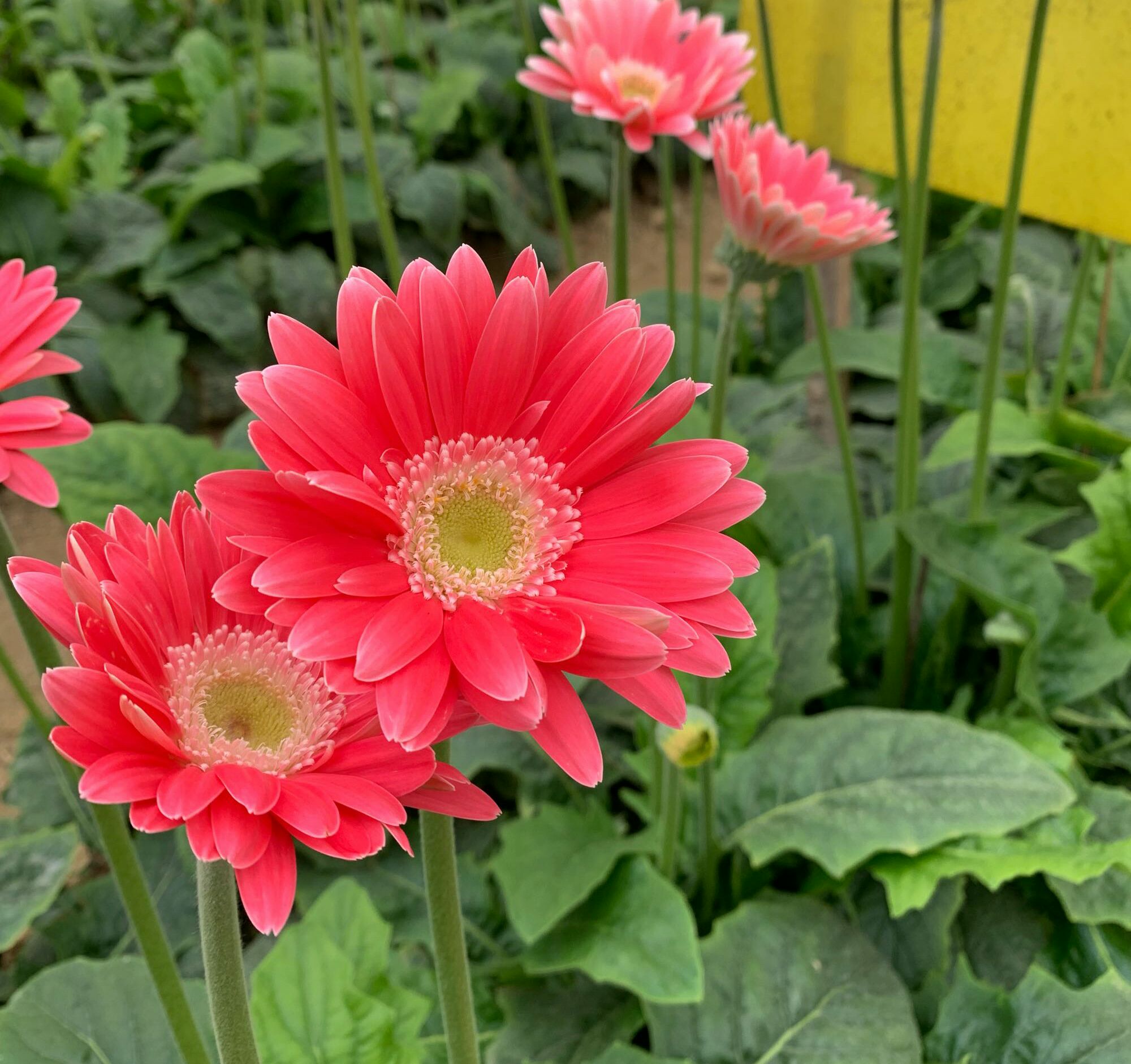 扶郎花是什么花?扶郎花栽培养护有哪些需要注意的事项