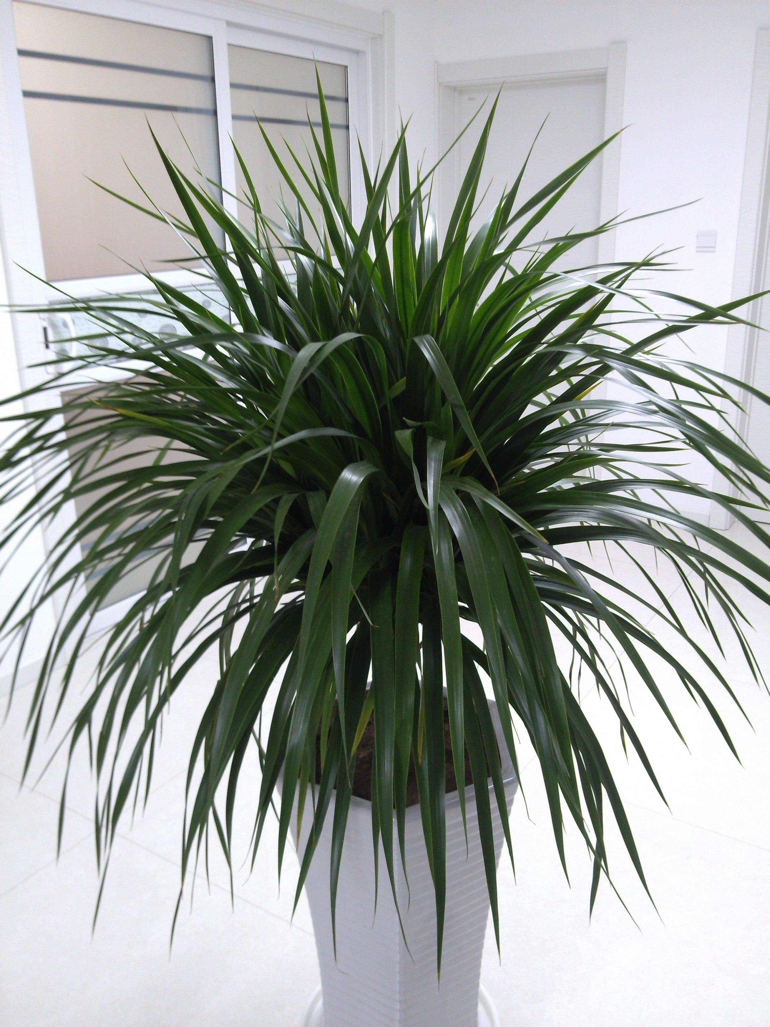 最受欢迎的5种办公室绿植不仅寓意好净化空气还有一手