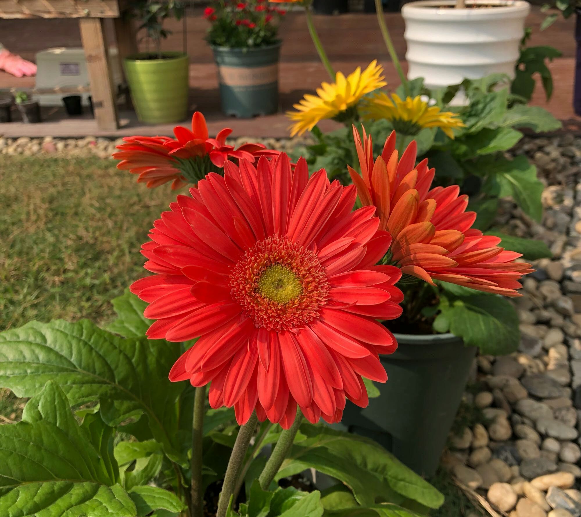 扶郎花是什么花扶郎花栽培养护有哪些需要注意的事项