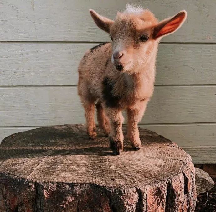 原来小羊这么可爱!我晕了!想要一个羊宝宝!