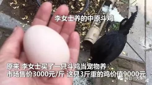 9000元宠物鸡被偷