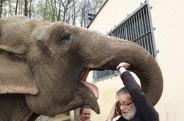 感人分别32年大象靠声音认出前看护人