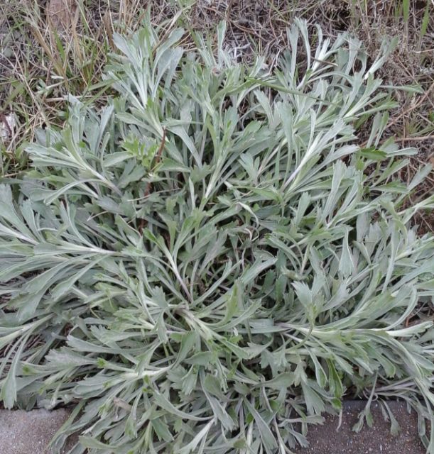 农村的野菜浑身都是宝春天必吃的一种野菜抗感冒就它了