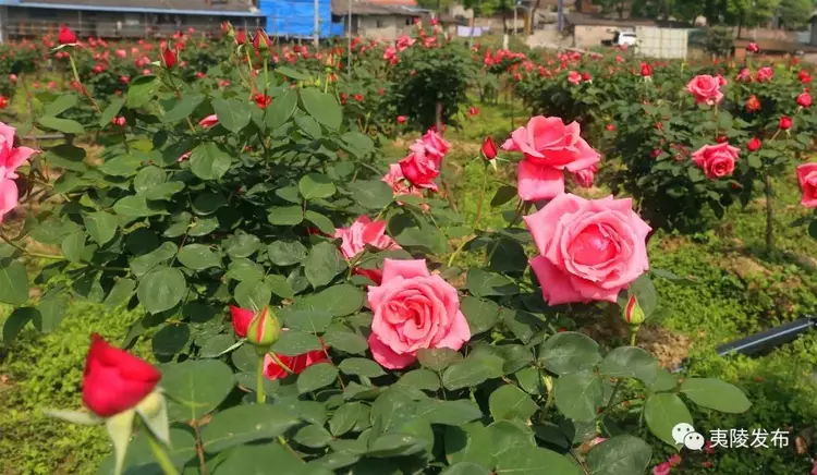 月季園位於宜昌市夷陵區黃花鎮前往分鄉的公路邊,走進佳馨月季園,各類