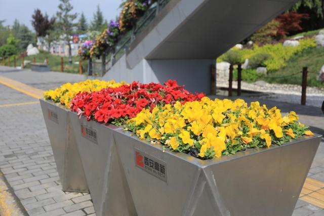 别致摆花烘托节日氛围西安高新区花团锦簇迎五一