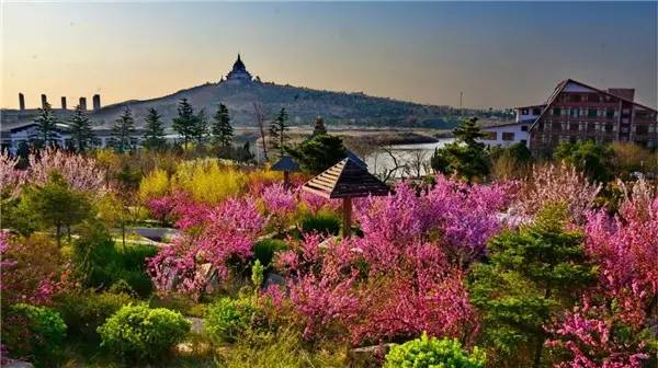 五一踏青赏花丨威海这些好去处很多人还不知道!各种花海美翻了!