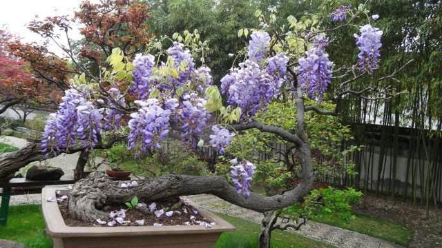 花瓣紫色,开花稠密一簇簇,倒挂的紫藤花盆景,摆在家里格外诱人