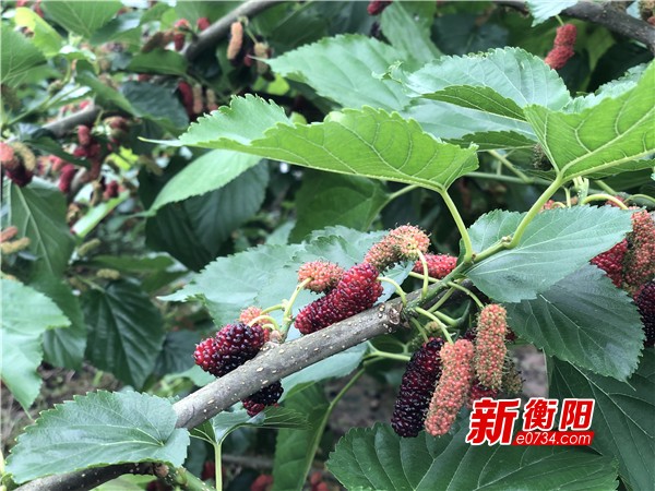 五一小长假去哪衡阳石鼓区灵官庙村桑葚熟透啦