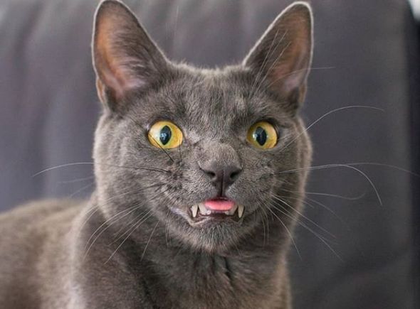 龅牙猫走红网络原因竟然是它那令人毛骨悚然的微笑