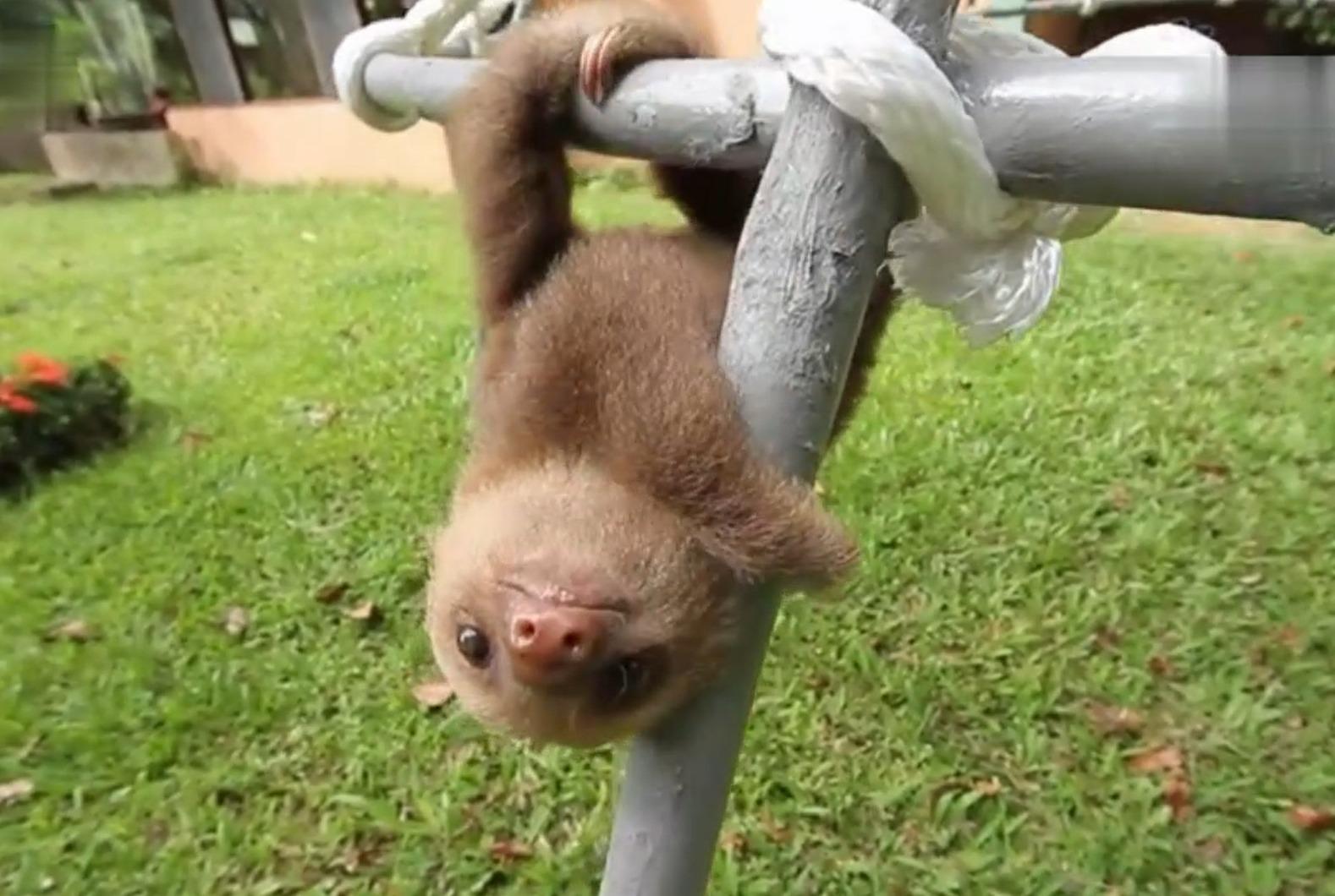 原来小树懒的叫声这么魔性小时候居然这么活泼的