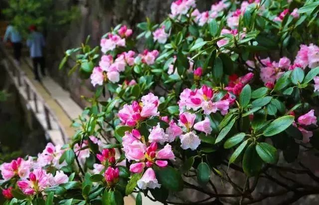 安徽省花黄山杜鹃进入最佳观赏期