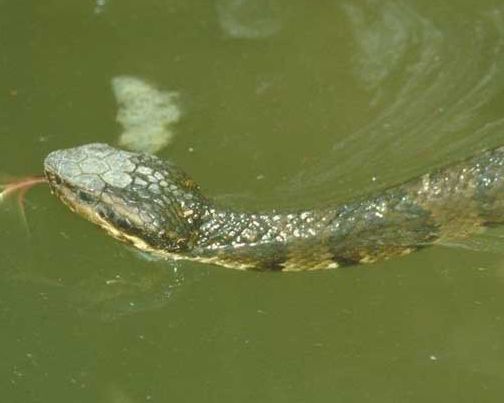 原创农村老农说农田里面的水蛇没有毒这些水蛇主要是吃什么呢