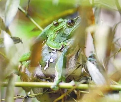 两只树蛙正在产卵.