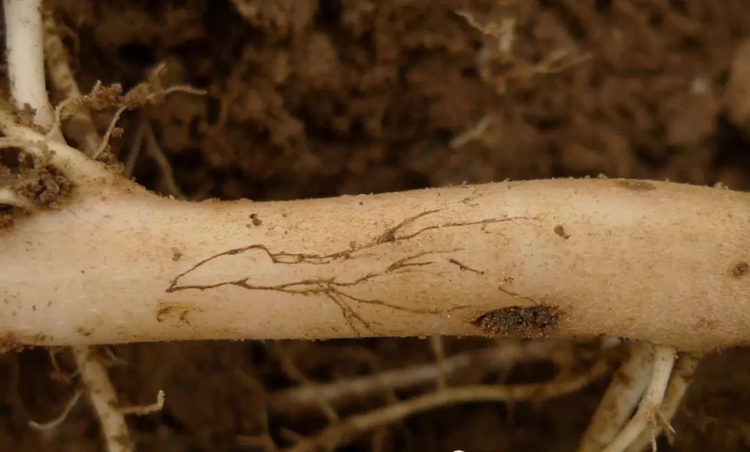 他在显微镜下是这样的马铃薯立枯丝核菌病,马铃薯褐色粗皮病,马铃薯茎