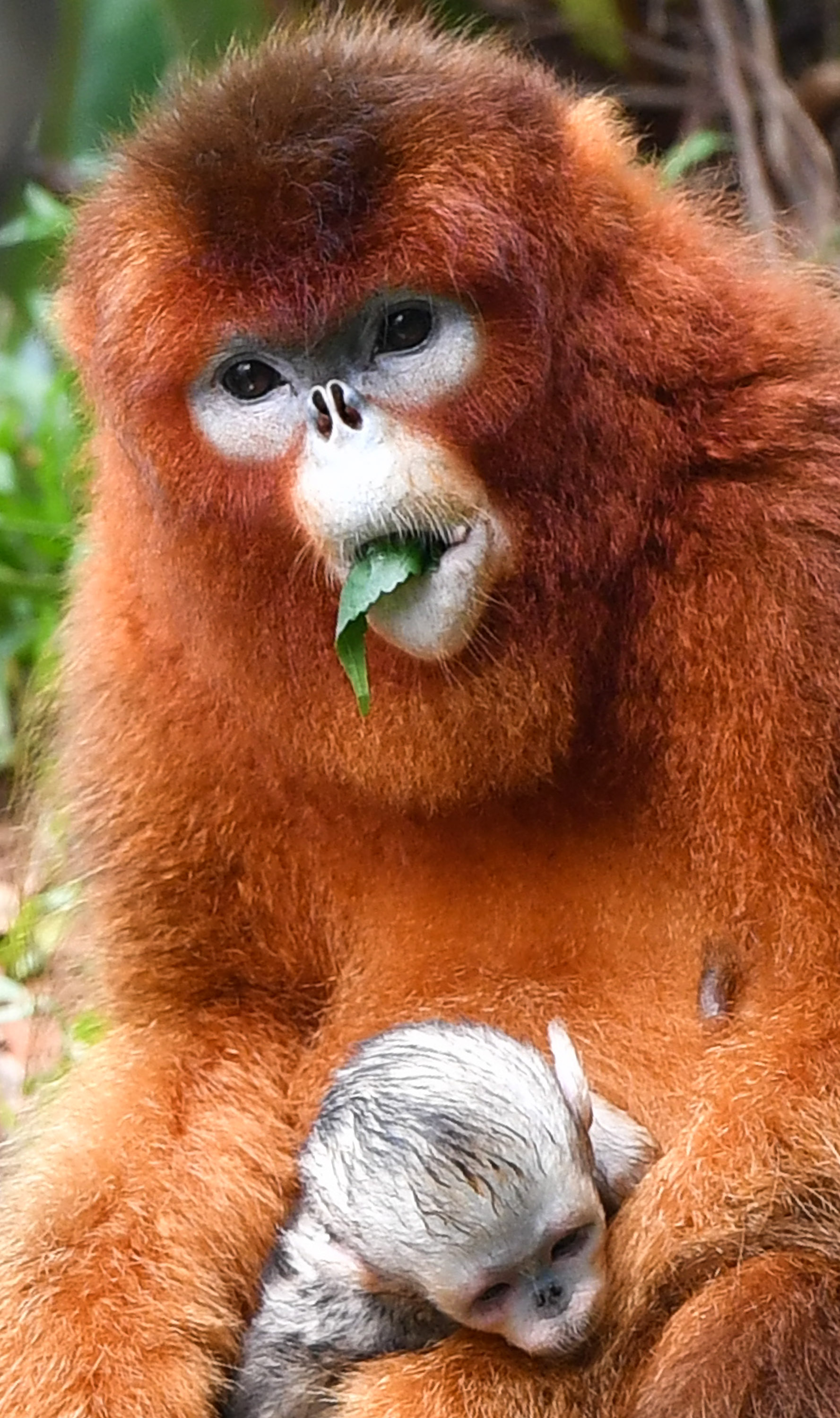 广州川金丝猴泰坦家族又添新丁