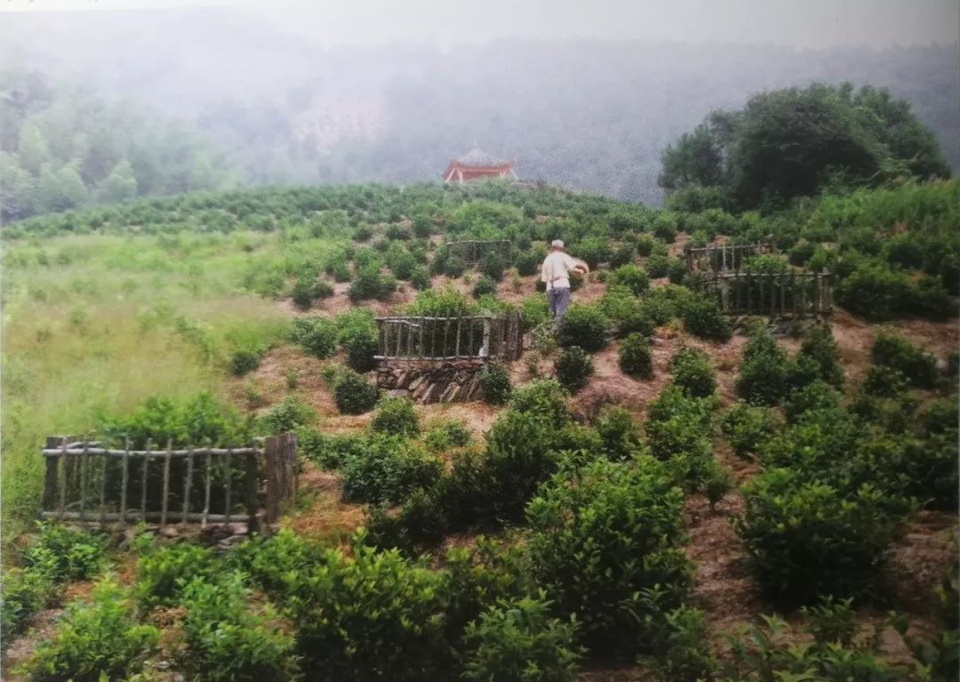 松萝山八株古茶树 图源/ 郑建新等编著《松萝茶》随着松萝茶的名声大