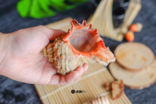 狮子螺肉质细腻丰腴弹性十足