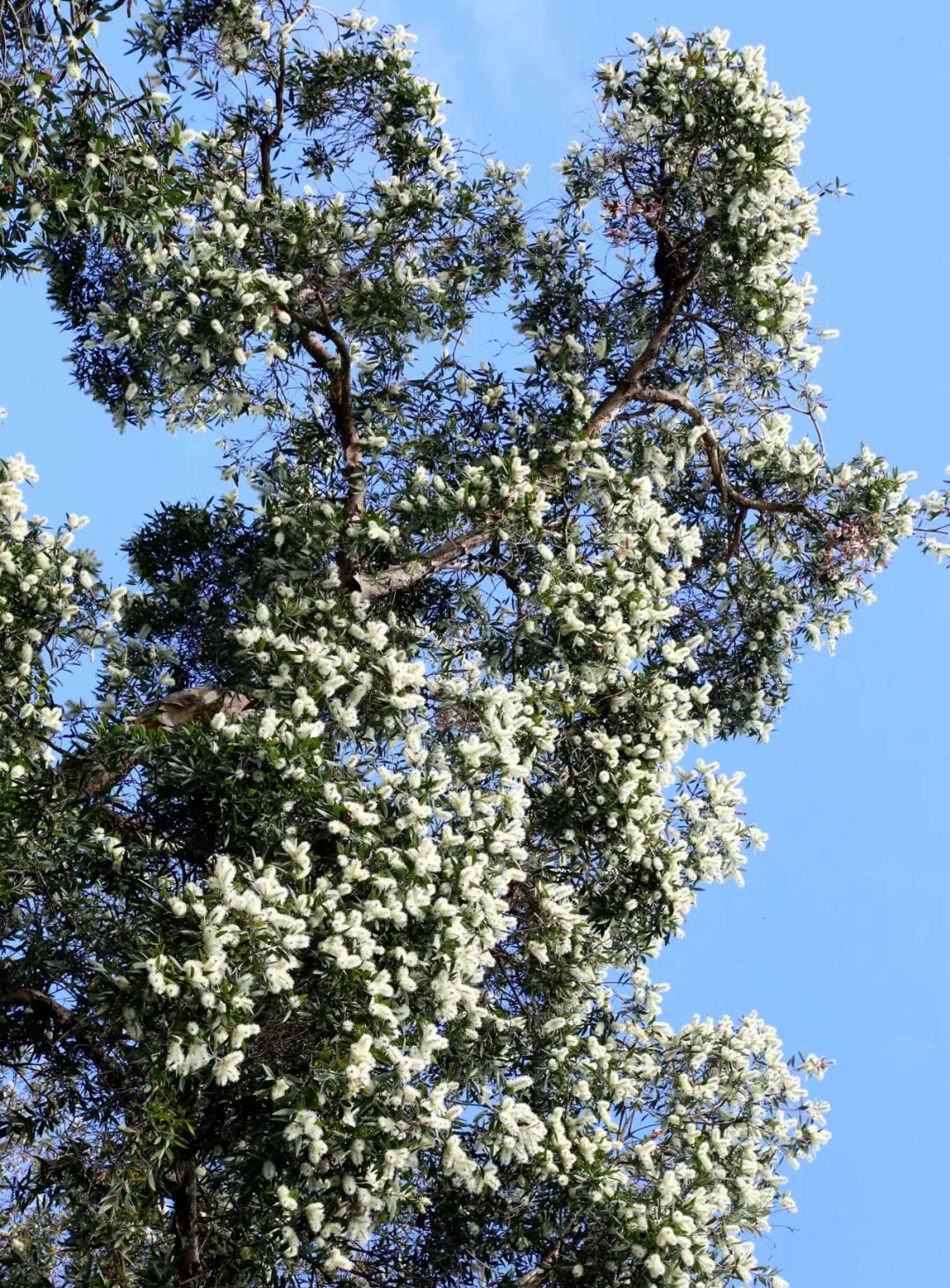 的枝叶间,玉树临风;夏天,阳光爱和绿叶小草,红砖黄墙玩游戏,光影卓卓