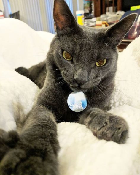 龅牙猫走红网络原因竟然是它那令人毛骨悚然的微笑