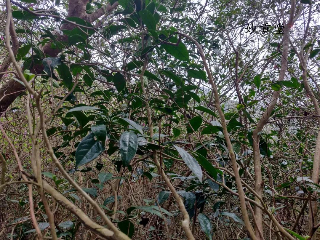 终于等到你妙贡堂王府山野生白茶古树林开采