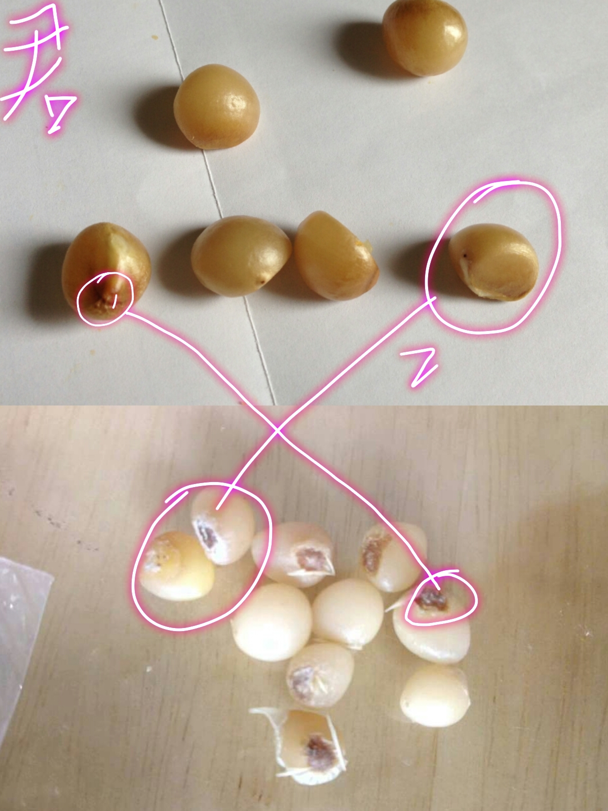 好伤心买到假的君子兰种子了养花小白怎么识别君子兰种子