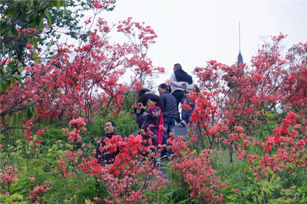 2019浙江省第五届森林休闲养生节暨第七届杜鹃花节在磐安开幕