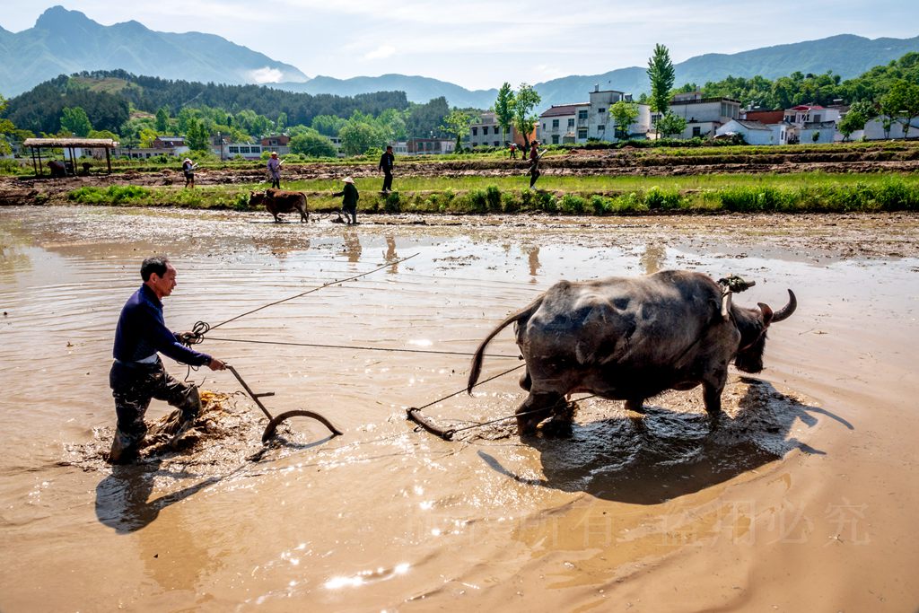 日,大别山脚下,河南省信阳市商城县,伏山乡里罗城村农民赶着水牛犁田