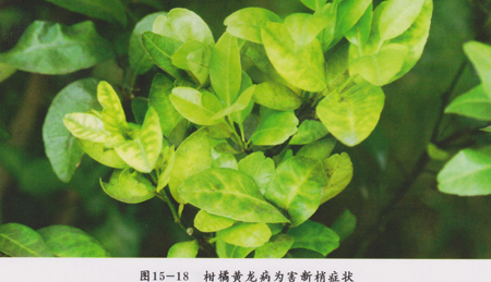 柑橘 柚子黄龙病特效药