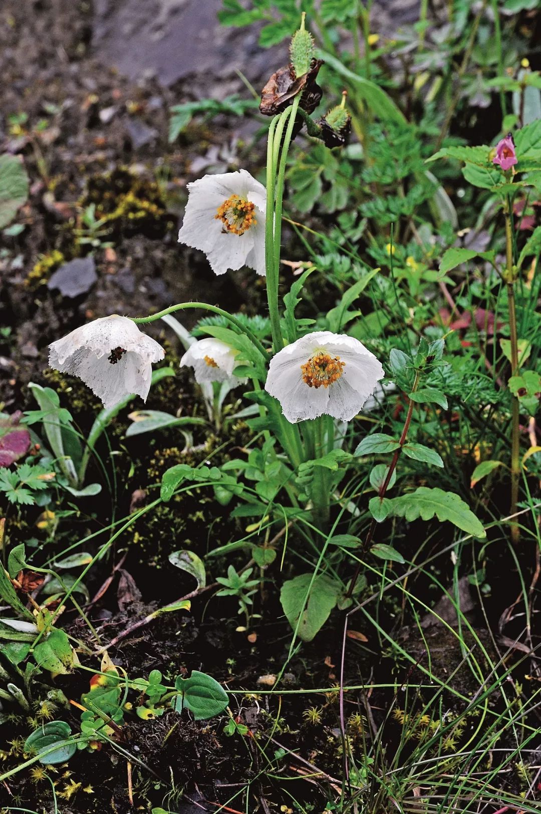 73 五脈綠絨蒿meconopsis horridula▲ 多刺綠絨蒿綠絨蒿花大而美麗