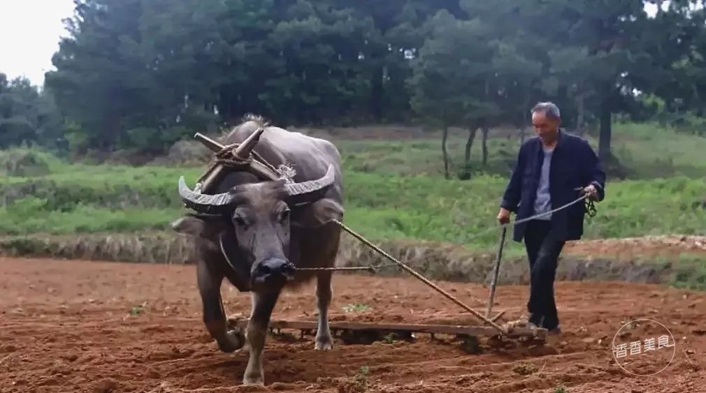 石磨,木制的犁耙等早已退出时代的农耕器具,在这里又看到了它们的身影