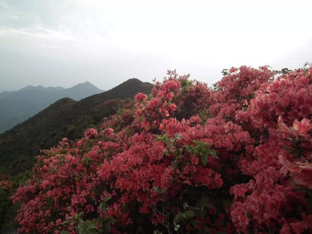 关于暂时封闭宝莲山景区的公告