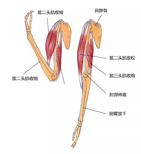 体育与竞技肌肉和运动