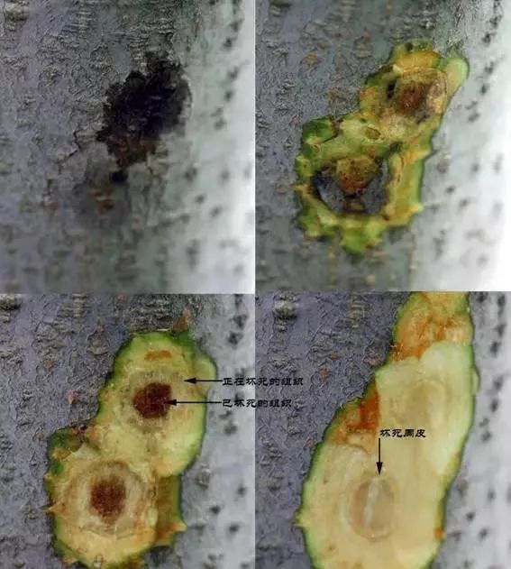 溃疡性干腐病(苹果枝干轮纹病)本图选自病虫害防控信息简报,李保华