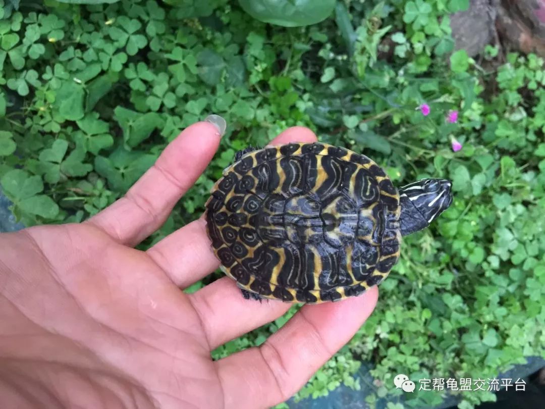 今日龟市欢迎光临