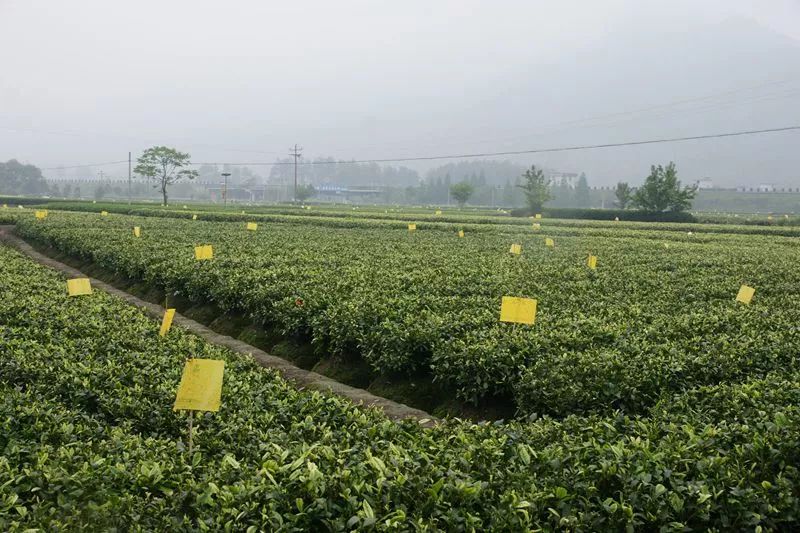 我省茶园发生的病虫害主要有茶小绿叶蝉,茶尺蠖(灰茶尺蠖),黑刺粉虱