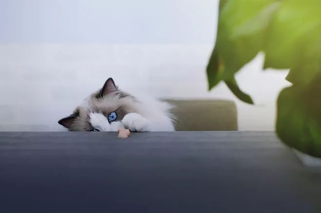 明知故犯