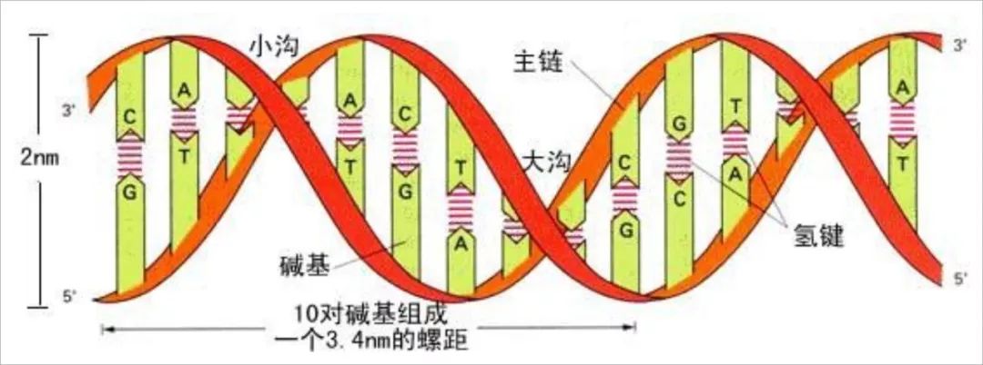 dna结构图双链图片