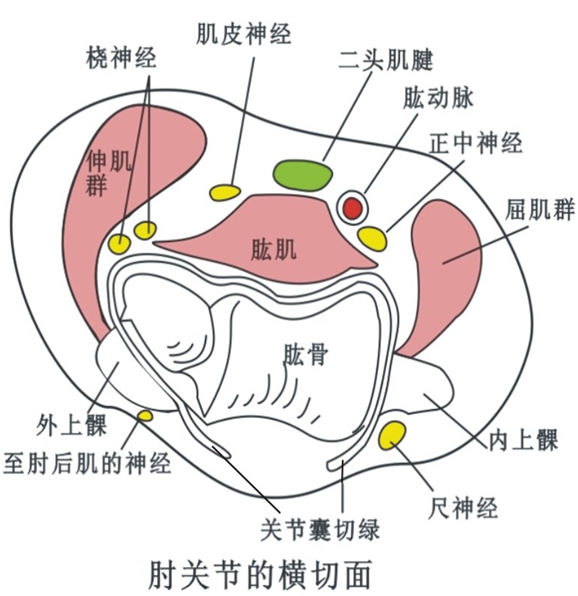 肱肌比较肥厚,其浅面紧贴肱二头肌腱,深面紧贴肘关节囊