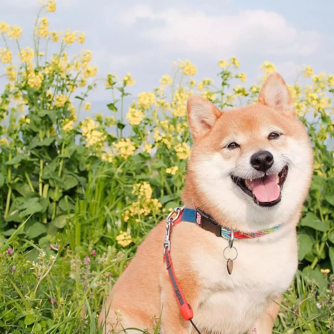 日本这只小柴犬竟比妈妈还擅长哄小宝宝?看完视频暖哭了!