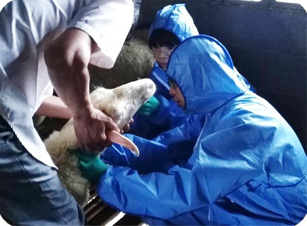 【脱贫攻坚学习进行时】第二期专栏 | 《"331 "养殖合作社规范及湖羊