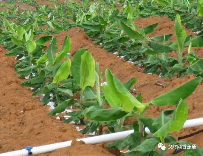 你真的懂种香蕉吗香蕉标准化超详细栽培技术
